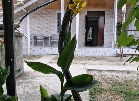 Salkhino House | Green Palms-მწვანე პალმები