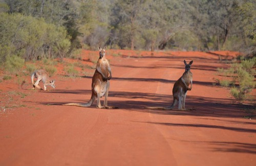 Gunderbooka House | Gundabooka National Park Cottages