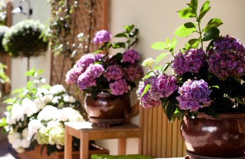 Oberkassel Hotel | Hanseat-Hotel