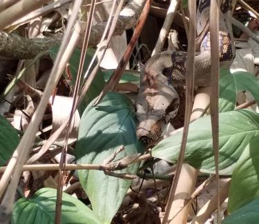 Puerto Jimenez House | Happy Monkeys