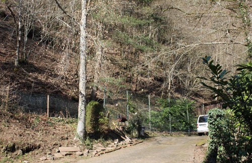 Bad Bertrich House | Haus zur Entersburg