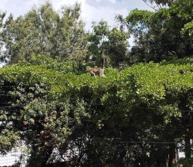 Ongata Rongai Bed & Breakfast | Haven Homes