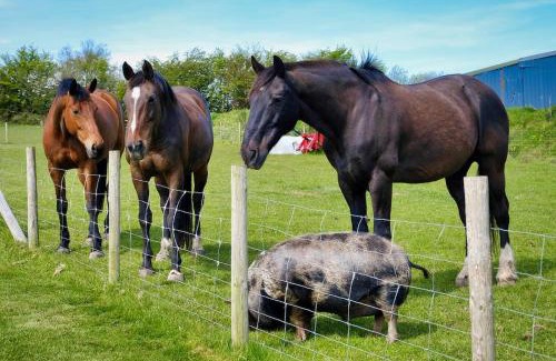 Twitchen Other | Headgate Farm Camp Site - Pitches Only