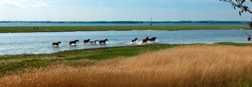 Insel Poel Apartment | Heimathafen