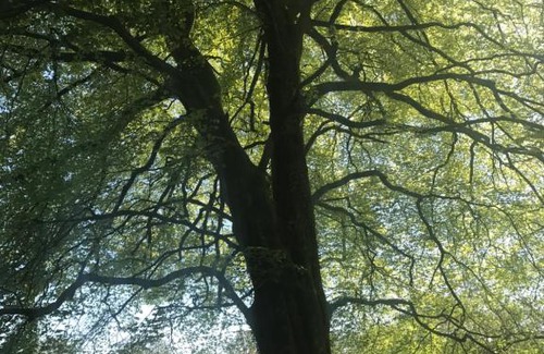 Llandovery Bed & Breakfast | Henllys Estate B and B