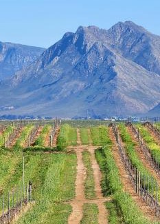 Hermanus House | Hermanus - Escape Wines - House on Wine & Protea farm
