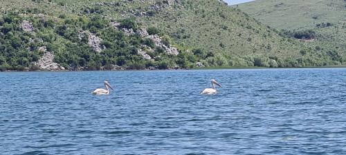 Karuc House | Holiday home Haustor with Skadar lake view