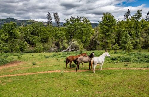 Midpines House | Homestead Ranch near Yosemite with Horses and Chickens