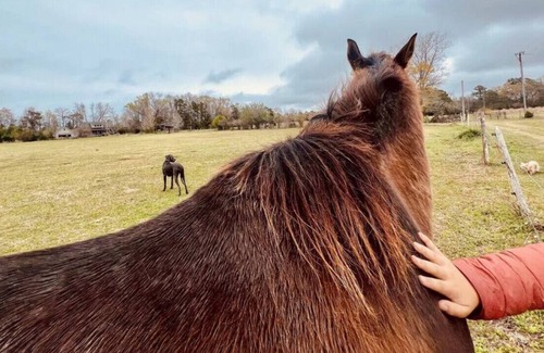 Craven County House | Horse Farm & Animal Rescue +Trails +Wi-Fi +Creek