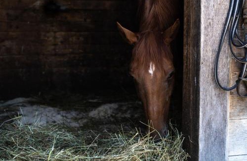 Gorje Apartment | Horse Farm Holiday Pr' Kolenc