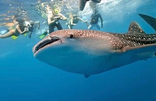 Isla Holbox Hotel | Hotel and Beach Club Escape Holbox