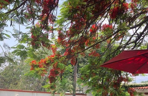 Central Cuernavaca Hotel | Hotel Boutique Casa Emilia