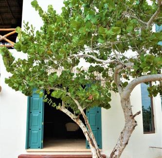 Isla Holbox Hotel | Hotel Boutique La Puerta Azul Beachfront - Adults Only