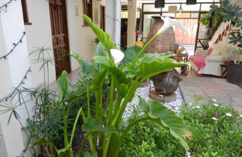 De Guadalupe Hotel | Hotel Casa Mia