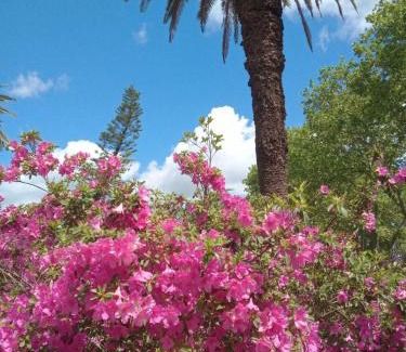 Colon Hotel | Hotel Palmar