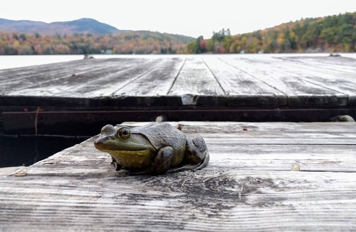 Hanover Cabin | Howard Pond - Family-Friendly And Pet-Friendly Quiet Home