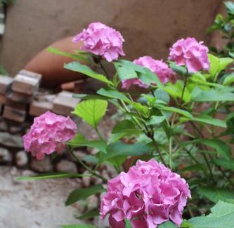 Mandello del Lario Apartment | Il giardino dei fiori