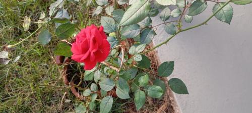Piumhi House | Jardim Secreto