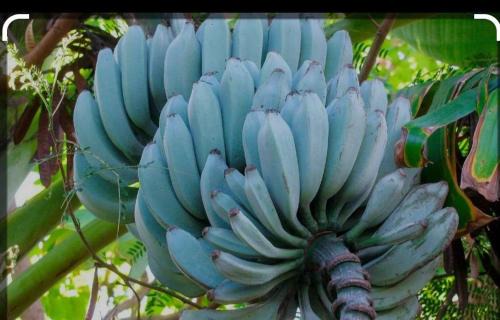 Tamarindo House | Java blue banana