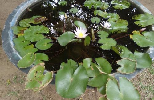 Polonnaruwa House | Jayaru Guest House