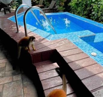 Quepos Hotel | Kika Zaru Free park tour, massage and breakfast