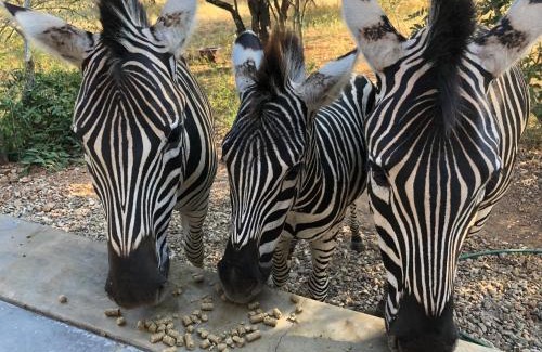 Marloth Park House | Kruger Willows