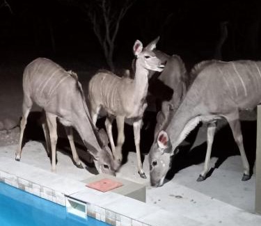 Marloth Park Apartment | Kudus Crest Bush Retreat