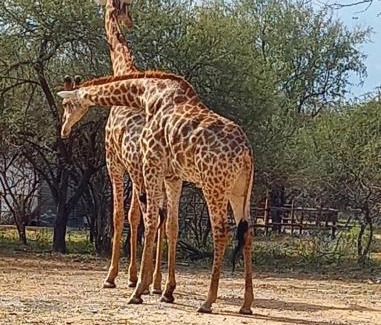 Marloth Park Apartment | Kudus Crest Bush Retreat