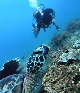 Purwakerti Resort | Kura Kura Divers Lodge
