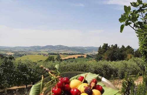 Candelara House | L'uliveto