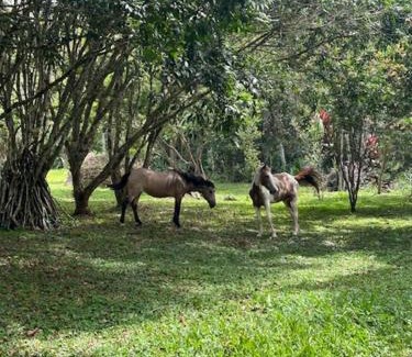 Tayutic House | La cabana de Tata books, nature, and contemplation
