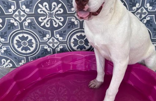 Juarez Municipality House | La casa de Bruno hotel canino