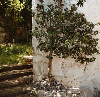 Isla House | La casa de los árboles