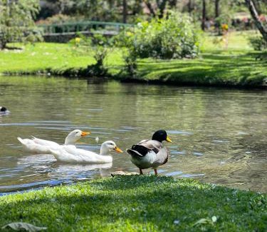 El Valle de Anton House | La Casa de los Patos