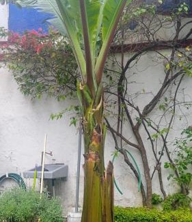 Santa Catarina Apartment | La casa del Jardín