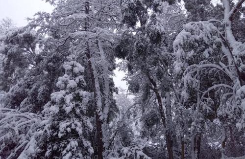 San Carlos de Bariloche Ski Chalet | La casita del bosque