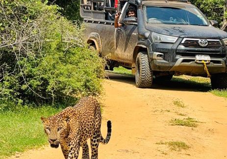 Debarawewa Hotel | La Safari Inn Tissamaharama