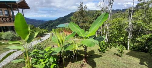 Ballena House | Lado Natura