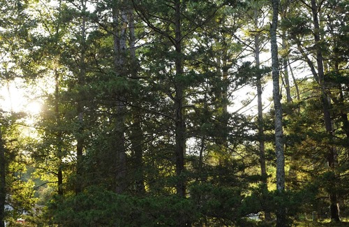 Townville Cabin | Lakefront Log Cabin + Wooded Paradise + Close to Clemson + 2 Kayaks