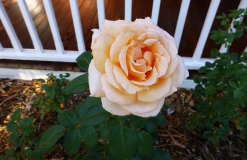 West Leederville Bed & Breakfast | Lakeside Bed & Breakfast