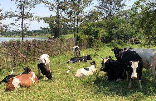 Rwamagana House | Lakeside Fish Farm