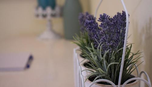 George House | Lavender Lane