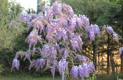Draguignan Bed & Breakfast | Le Jardin des Selves