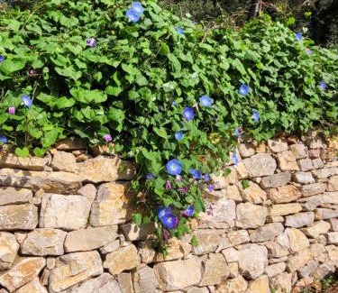 Lorgues Bed & Breakfast | Le mas Les Salamandres