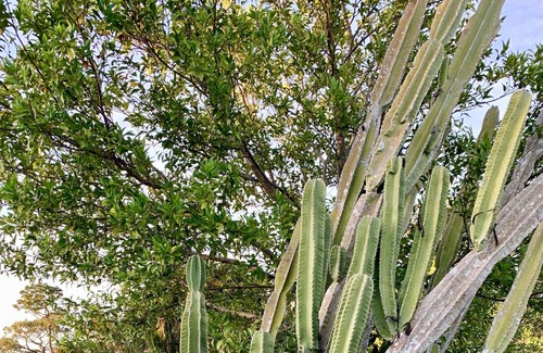 Largo RV Rental | Leaning Cactus 🌵 RV Campsite, Close to Beaches, Go Glamping!