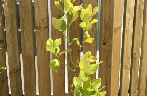 Se Apartment | Lemon Tree Apartments