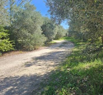 Pernes-les-Fontaines Villa | Les oliviers