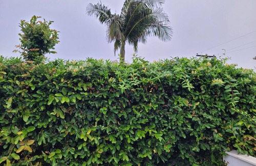 Leucadia Cottage | Leucadia Charming Beach Cottage, 2 blocks to the beach & great outdoor space!