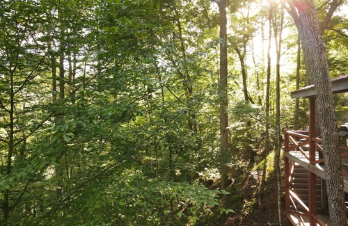 Suches Cabin | Life is a HOOT in the mountains of Suches