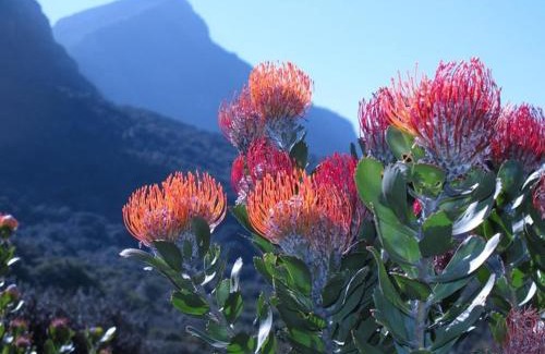 Hermanus Apartment | Little Nest Self-Catering